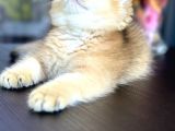 Şecereli Saf Kan British Shorthair