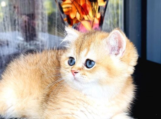 Şecereli Saf Kan British Shorthair