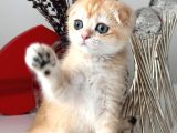 Scottish Fold Ny12