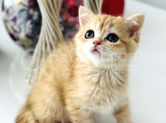 Şecereli Saf Kan British Shorthair görsel