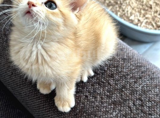Şecereli Saf Kan British Shorthair görsel