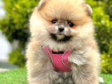 Safkan Pomeranian Boo Yavrularımız