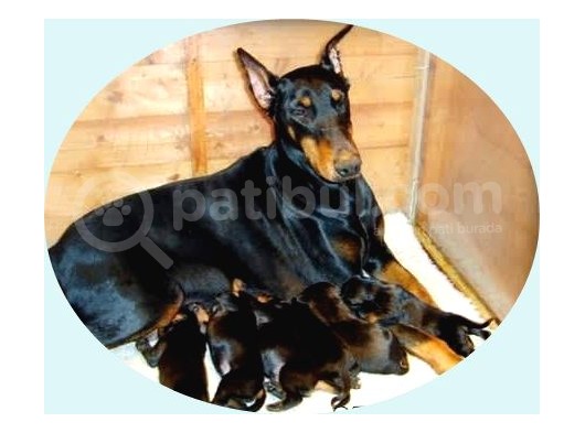 Si̇yah Doberman Yavrularimiz