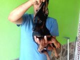 Si̇yah Doberman Yavrularimiz
