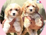 Orijinal Maltipoo Bebeklerimiz