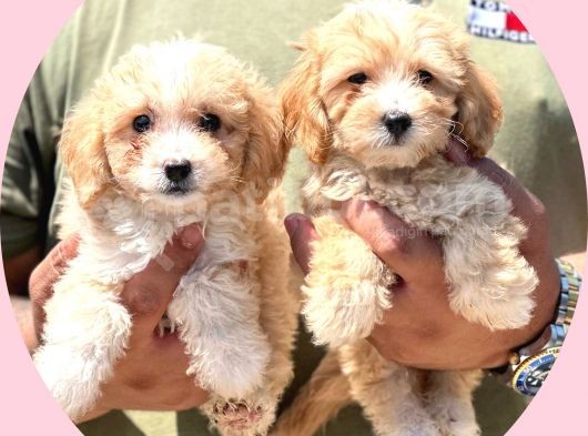 Orijinal Maltipoo Bebeklerimiz görsel