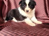 Türkiyenin En Büyük Border Collie Çiftliği