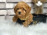 Orjinal Irk Toy Poypoodle Bebeklerim