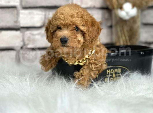 Orjinal Irk Toy Poypoodle Bebeklerim görsel