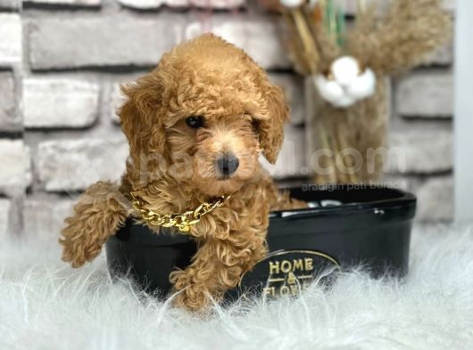 Orjinal Irk Toy Poypoodle Bebeklerim görsel