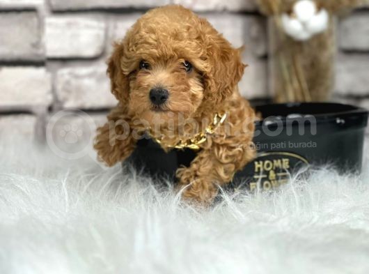 Orjinal Irk Toy Poypoodle Bebeklerim görsel