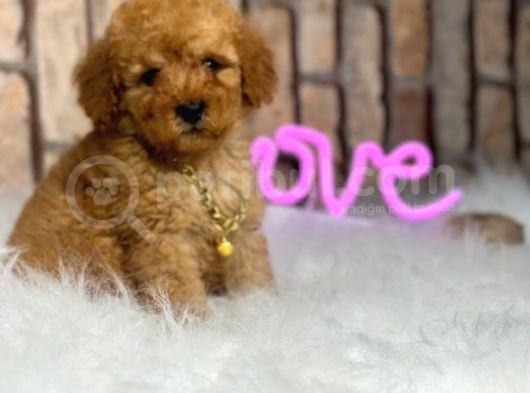 Birbirinden Muhteşem Orjinal Irk Toy Poodle Bebeklerim görsel