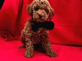 Erkek Ve Dişi Toy Poodle