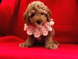 Erkek ve dişi toy poodle