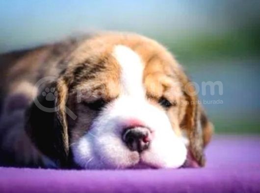 Beagle Bebekler görsel