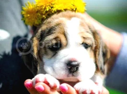 Beagle Bebekler görsel
