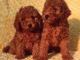 Orji̇nalmtoy Poodle Yavrular