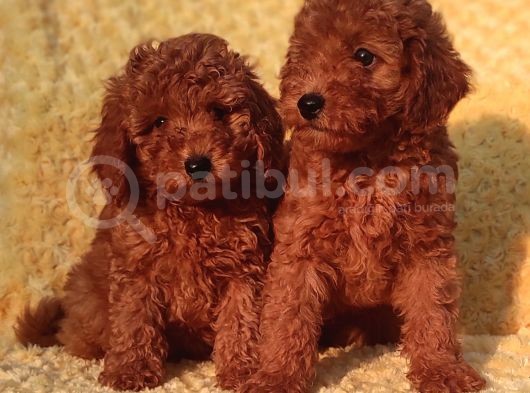 Orji̇nalmtoy Poodle Yavrular görsel