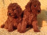 Orji̇nalmtoy Poodle Yavrular