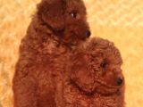 Orji̇nalmtoy Poodle Yavrular