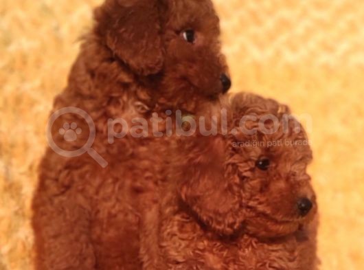 Orji̇nalmtoy Poodle Yavrular görsel