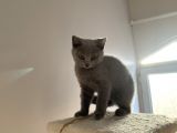 Safkan Mükemmel British Shorthair Yavrular