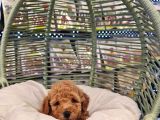 Safkan Toy Poodle