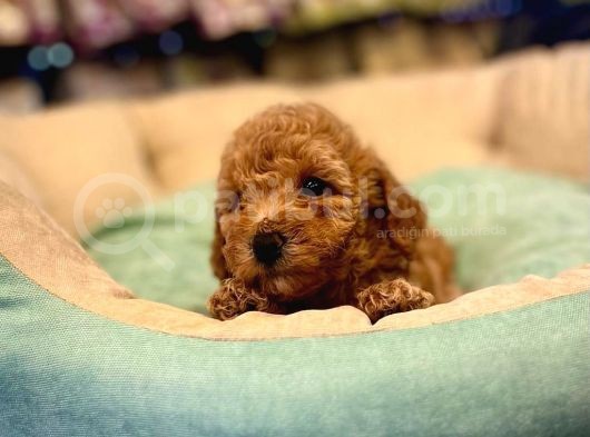 Safkan Toy Poodle