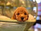 Safkan Toy Poodle