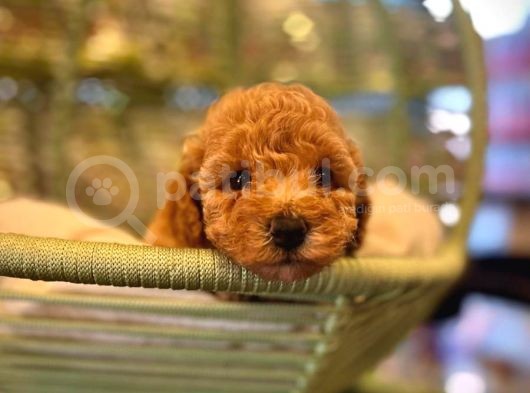Safkan Toy Poodle görsel