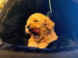 Safkan Toy Poodle