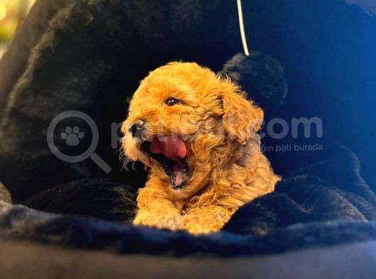 Safkan Toy Poodle görsel