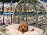 Safkan Toy Poodle