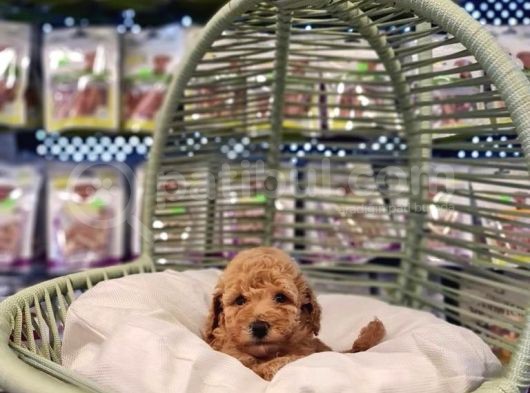 Safkan Toy Poodle görsel