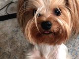 Erkek 0 Numara Yorkshire Terrier Yavru