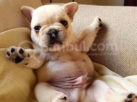 French Buldog Klasi̇k Ve Korsan Yavrular görsel