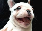 FRENCH BULDOG KLASİK VE KORSAN YAVRULAR