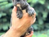 Türkiyenin en güzel buldog yavruları