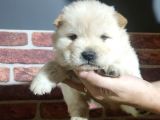Chow Chow Yavrularimiz