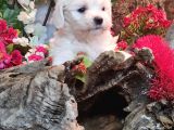 Pamuk Maltese Sıfır Numara