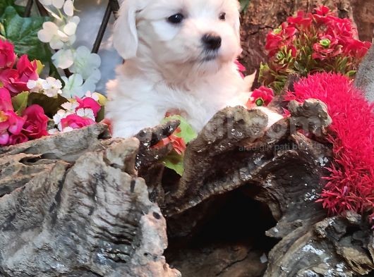 Pamuk Maltese Sıfır Numara görsel