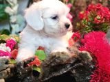Pamuk Maltese Sıfır Numara