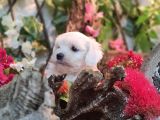 Pamuk Maltese Sıfır Numara