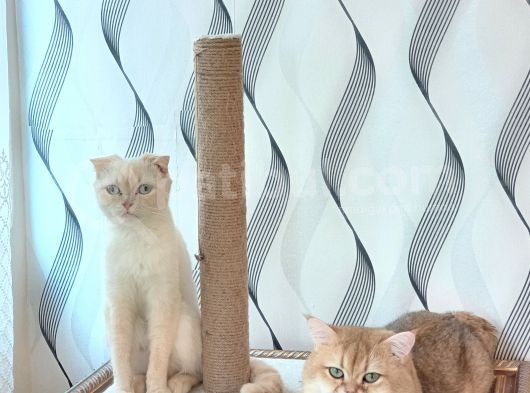 Orijinal Scotish Son Yavru Uygun 2500 görsel