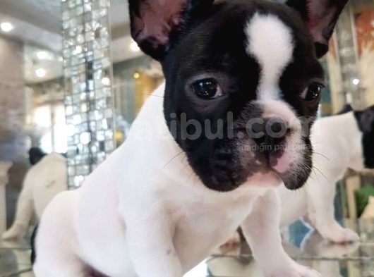 French Buldog Klasi̇k Ve Korsan Yavrular görsel