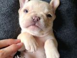 French Buldog Klasi̇k Ve Korsan Yavrular