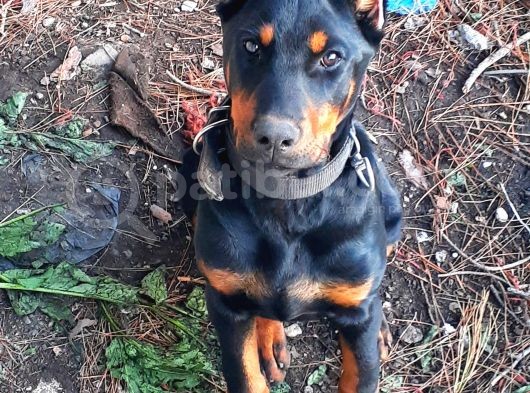 İri Kemikli Orjinal Doberman Yavrular