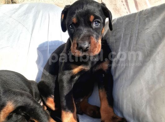 İri Kemikli Orjinal Doberman Yavrular görsel