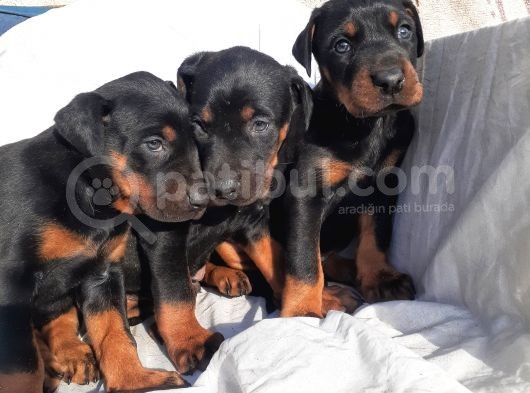 İri Kemikli Orjinal Doberman Yavrular görsel