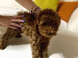Toy poodle üst kalite